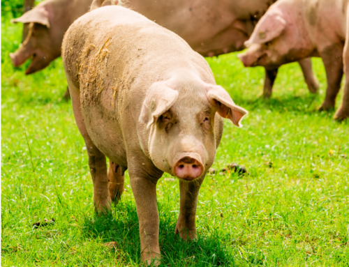 Nueva guía y recomendaciones para el control del agua en granjas porcinas
