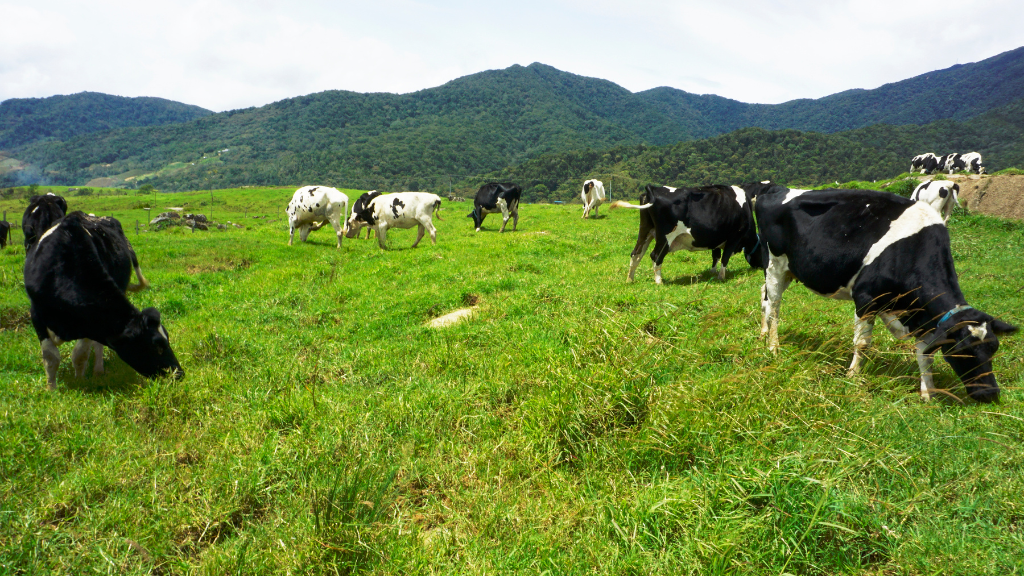 control plagas granjas vacas lecheras